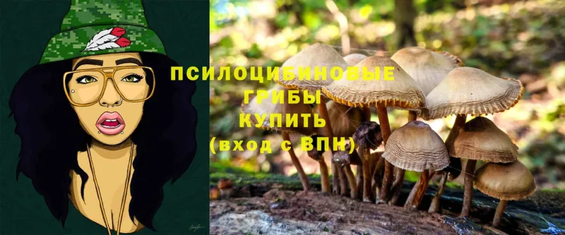 где найти   Белозерск  Псилоцибиновые грибы Magic Shrooms 